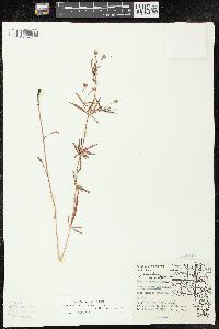 Lysimachia quadriflora image