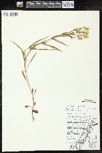 Lysimachia quadriflora image