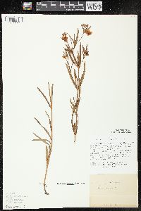 Lysimachia quadriflora image