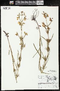 Lysimachia quadriflora image