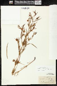 Lysimachia quadriflora image