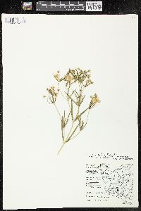 Lysimachia quadriflora image