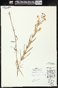 Lysimachia quadriflora image