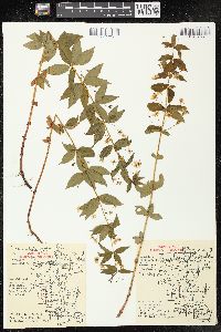 Lysimachia quadrifolia image