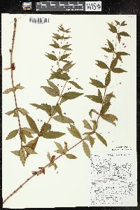 Lysimachia quadrifolia image