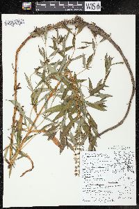 Lysimachia terrestris image