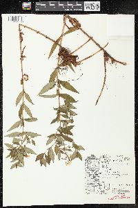 Lysimachia terrestris image