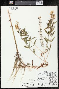 Lysimachia terrestris image