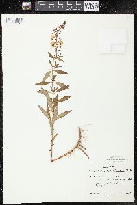 Lysimachia terrestris image
