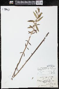 Lysimachia terrestris image