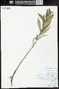 Lysimachia thyrsiflora image