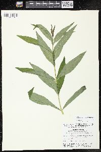 Lysimachia thyrsiflora image