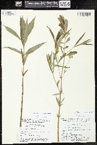 Lysimachia thyrsiflora image