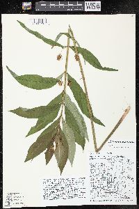 Lysimachia thyrsiflora image