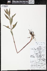 Lysimachia thyrsiflora image