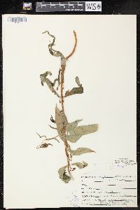 Lysimachia thyrsiflora image