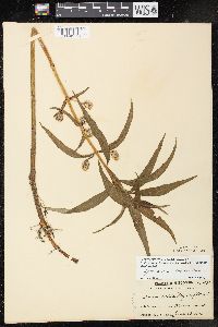 Lysimachia thyrsiflora image