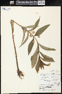 Lysimachia thyrsiflora image