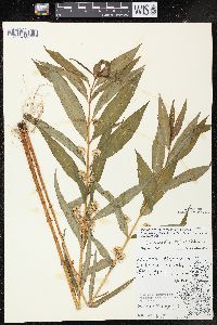 Lysimachia thyrsiflora image