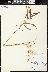 Lysimachia thyrsiflora image