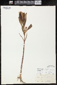 Lysimachia thyrsiflora image