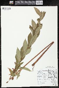 Lysimachia thyrsiflora image