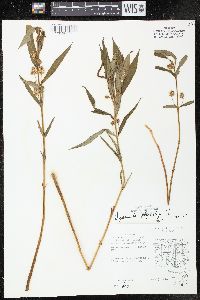 Lysimachia thyrsiflora image