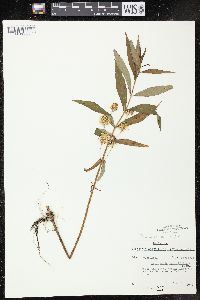 Lysimachia thyrsiflora image