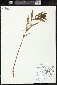 Lysimachia thyrsiflora image