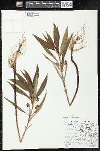 Lysimachia thyrsiflora image