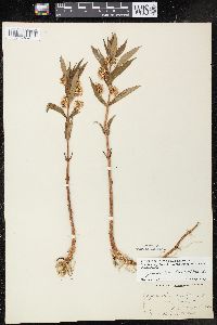 Lysimachia thyrsiflora image