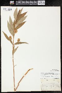 Lysimachia thyrsiflora image