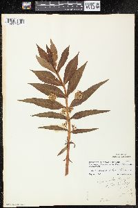 Lysimachia thyrsiflora image