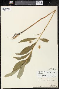 Lysimachia thyrsiflora image