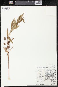 Lysimachia thyrsiflora image