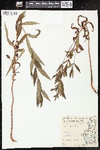 Lysimachia thyrsiflora image