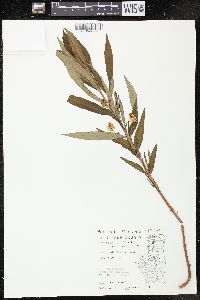 Lysimachia thyrsiflora image