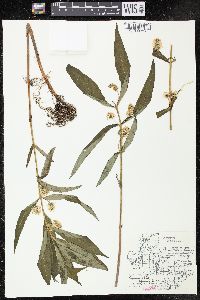 Lysimachia thyrsiflora image