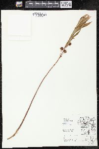 Lysimachia thyrsiflora image