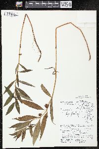 Lysimachia thyrsiflora image