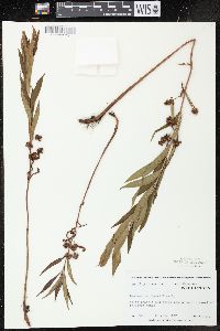 Lysimachia thyrsiflora image