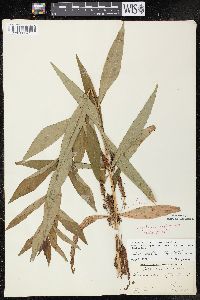 Lysimachia thyrsiflora image