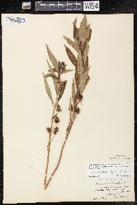 Lysimachia thyrsiflora image