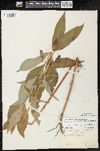 Lysimachia thyrsiflora image