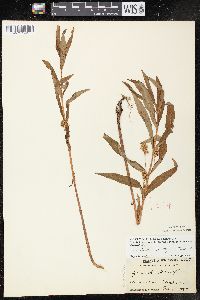 Lysimachia thyrsiflora image