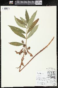 Lysimachia thyrsiflora image