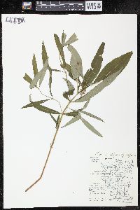 Lysimachia thyrsiflora image