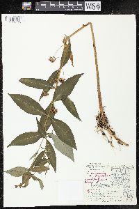 Lysimachia thyrsiflora image