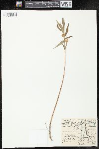 Lysimachia thyrsiflora image