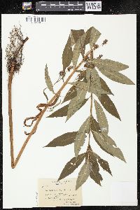 Lysimachia thyrsiflora image